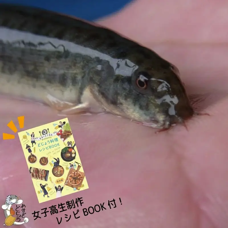 やすぎどじょう250g（女子高生制作どじょう料理レシピBOOK付き）【どじょう 活魚 生きたまま 食用 養殖 やわらかい 弾力 クセがない レシピ付き 魚 美味しい 栄養 食べやすい 新鮮 島根県 安来市】【価格変更】【09-DS-01】