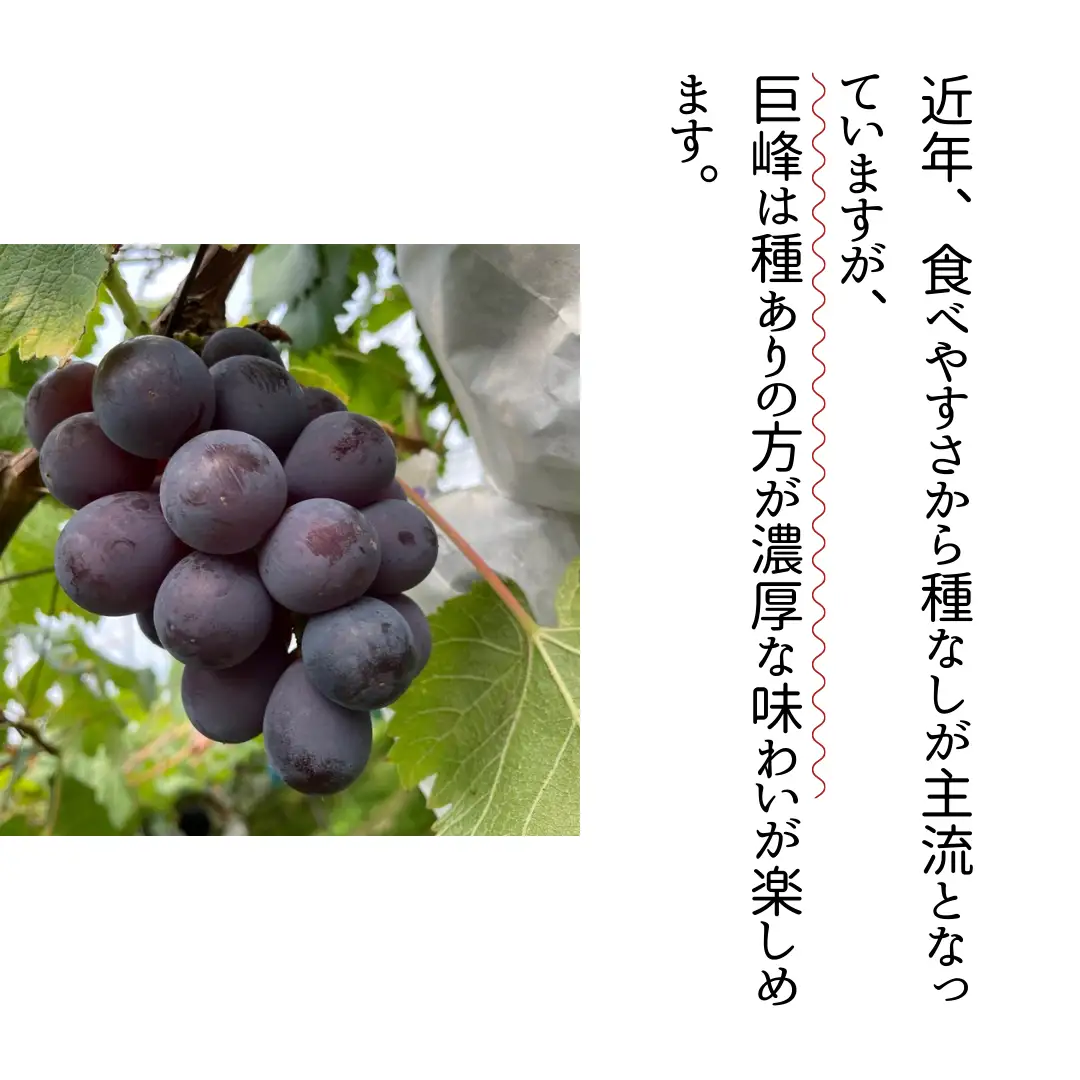 巨峰 1.5kg ( 種あり ) ( 桜川市・石岡市共通返礼品 ) ぶどう ブドウ フルーツ 果物 2026年8月中旬以降発送 [DC007sa]