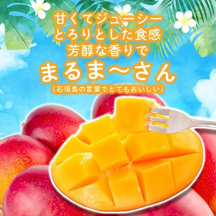 ＜先行予約＞「マンゴー」 ⽯垣島ど真ん中 まるま～さん マンゴー 1kg (2～3玉) ≪2027年6月中旬より順次発送予定≫ (アーウィン種)