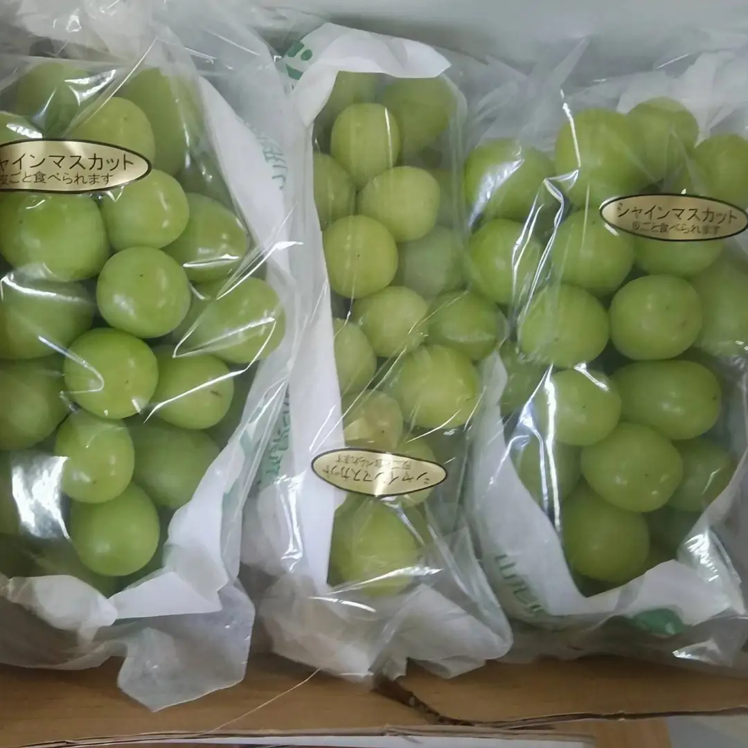 ご自宅用 シャインマスカット 1.5kg ( 桜川市・石岡市共通返礼品 ) マスカット フルーツ 果物 2026年9月上旬以降発送 [DC009sa]