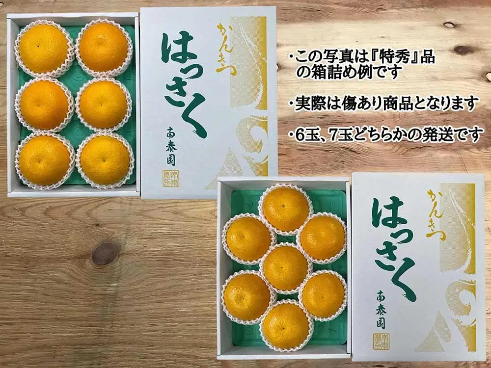 手詰め 有田 はっさく 大玉 3L × 6玉 または 2L × 7玉 ちょっと 傷あり 南泰園 みかん