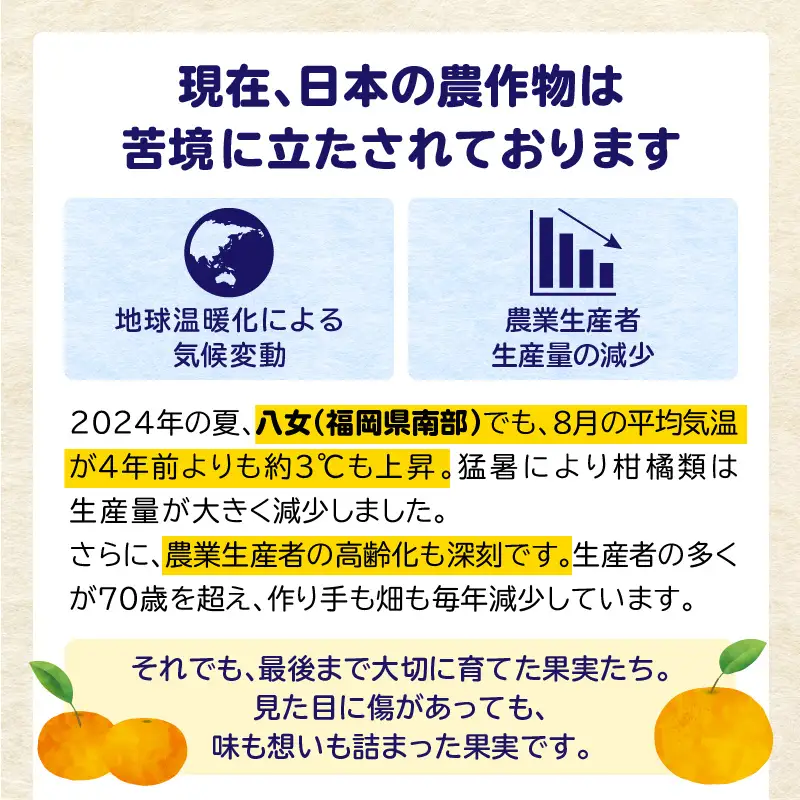 【訳あり】 もったいな果シリーズ びわ 缶詰 M2号缶×12缶 セット 国産 007-023