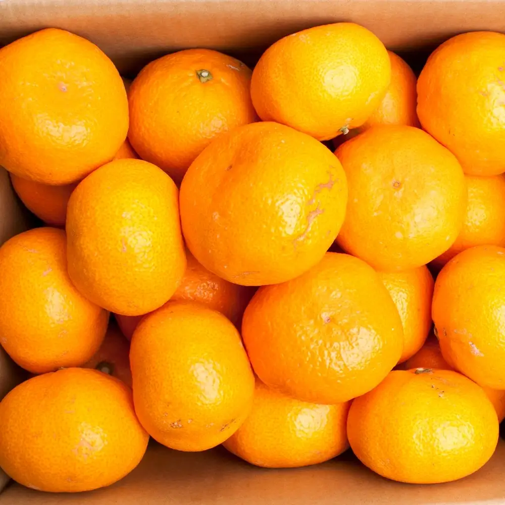 【先行予約】家庭用 大きな有田みかん（完熟）10kg+250g（傷み補償分） ※11月より発送【わけあり・訳あり】【光センサー選果】※北海道・沖縄・離島配送不可 / みかん くだもの 果物 和歌山 有田みかん 有田 ミカン【ikd120D】
