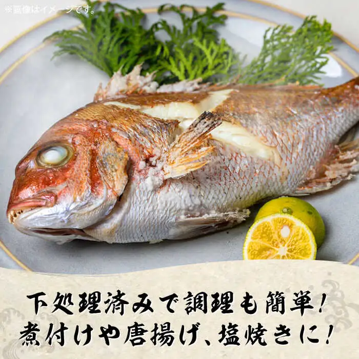 朝どれ 鮮魚 詰め合わせ 3種（2-3人前） 下処理 あり / アジ アラカブ タイ カワハギ など  魚 新鮮 セット 冷蔵 産地直送 下処理済み / 南島原市 / 美吉屋 [SDW003]