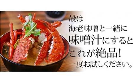 【 訳あり 】 伊勢海老 冷凍 1.2kg いせえび 海老