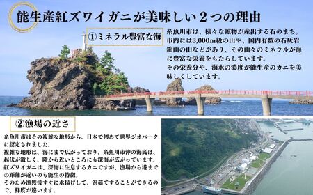 【浜茹で】紅ズワイガニ×5杯 日本海直送 紅ずわいがに 姿 新潟県糸魚川 マリンドリーム能生のカニ屋横丁からお届け！ ベニズワイガニ お届け日指定可能 ボイル 【かに カニ 新鮮 日付指定可能 冷凍 】