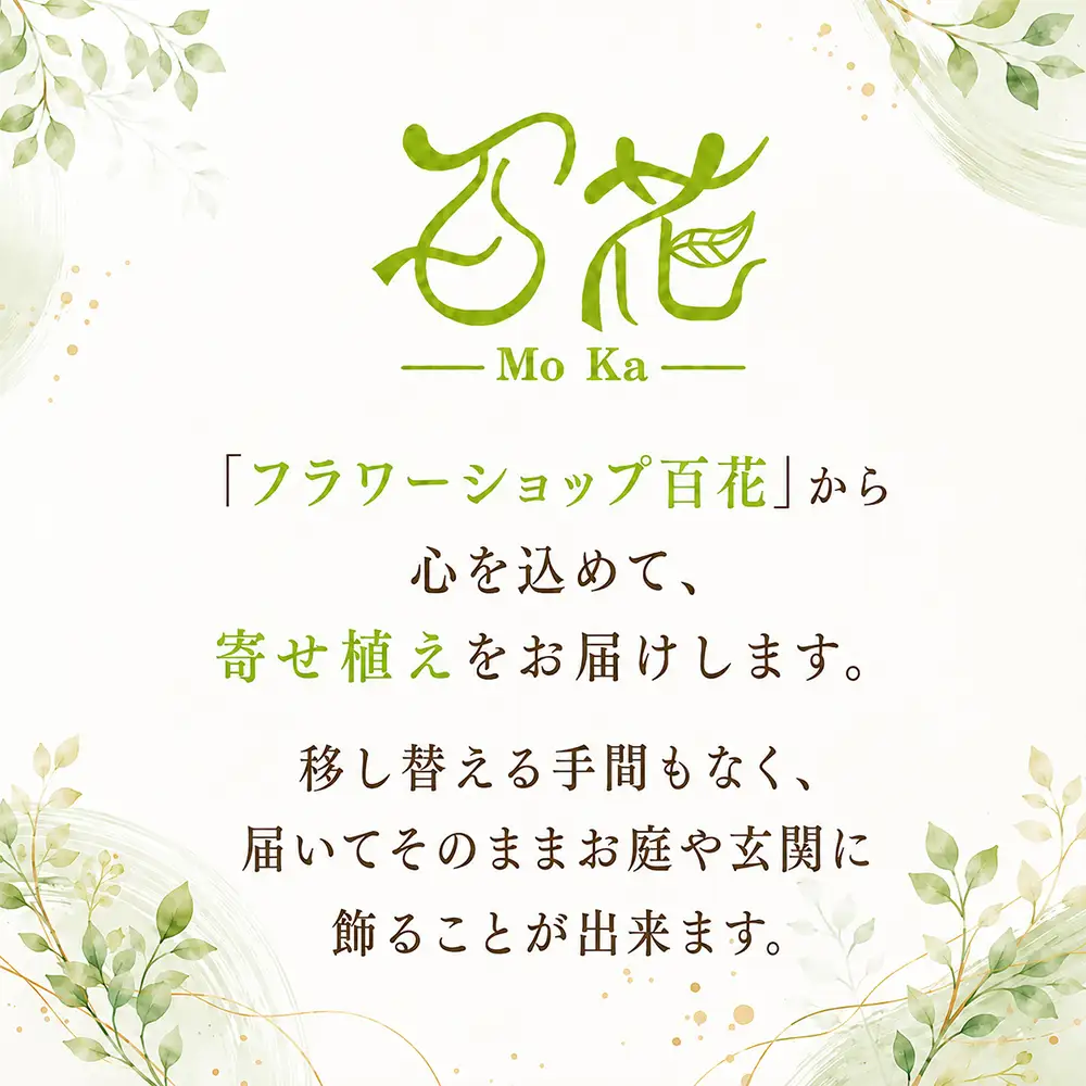オリジナル 寄せ植え 3000円相当｜母の日 誕生日 花ギフト 「百花-MoKa-」