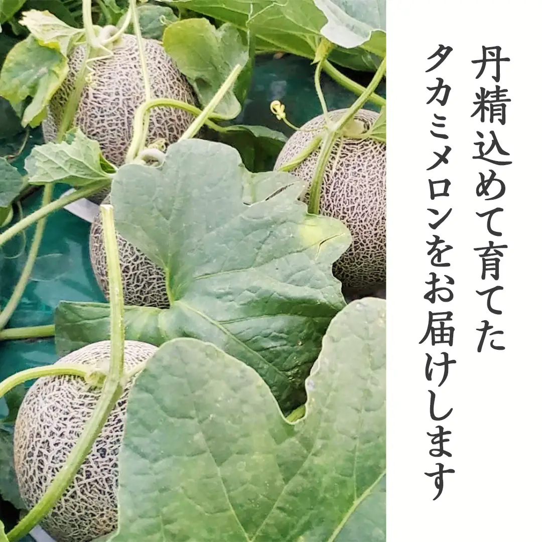 【先行予約】メロン タカミメロン 秀品 4~5玉 約6kg 八千代町産