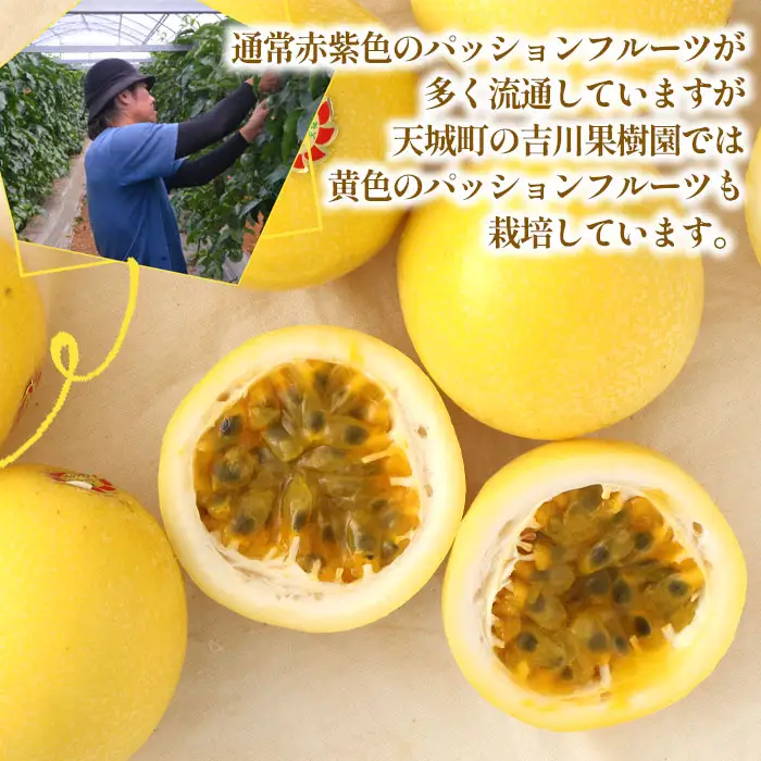 【2027年発送】先行受付 徳之島 天城町産 【贈答用】イエローパッションフルーツ 約1kg 吉川果樹園  パッションフルーツ イエロー フルーツ 果物 AB-35-N