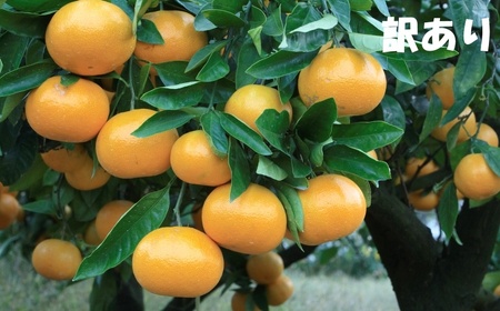 みかん 訳あり 石本農園の早生温州みかん 約4.5kg【2S-2Lサイズおまかせ】【mis014B】