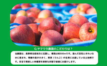 りんご シナノスイート 家庭用 3kg ヤマウラ農園 沖縄県への配送不可 2026年10月中旬頃から2026年10月下旬頃まで順次発送予定 令和8年度収穫分 信州 果物 フルーツ リンゴ 林檎 長野 予約 農家直送 長野県 飯綱町 [1579]