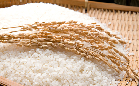 【令和8年度産】手取りのすず風米こしひかり　白米5kg 