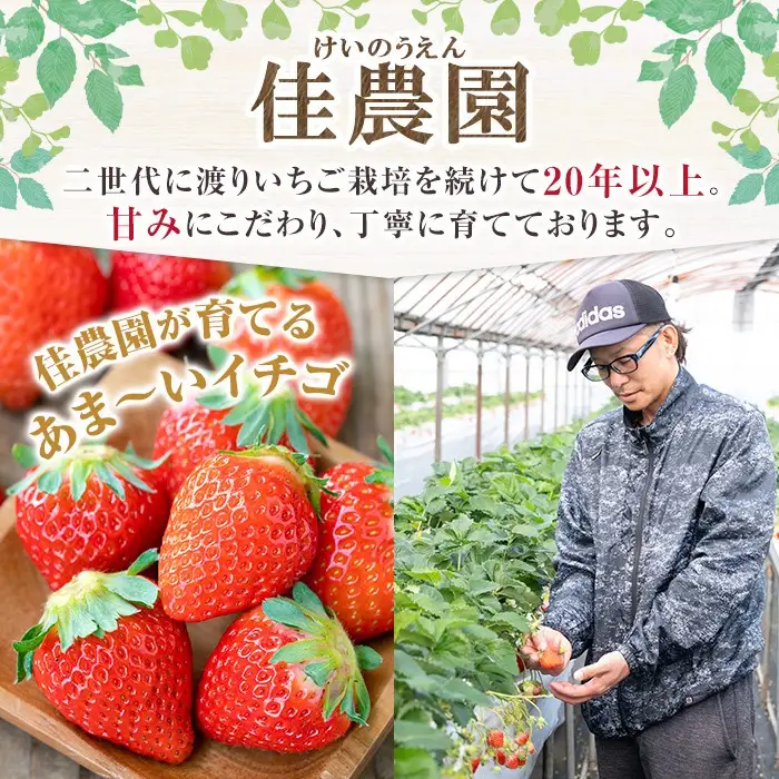 a881-01 【平日着】＜先行予約受付中！2027年2月上旬～3月下旬に発送予定＞ いちご・さがほのか(合計24粒～30粒)【佳農園】国産 鹿児島県産 苺 イチゴ フルーツ 果物 くだもの ギフト 贈答用
