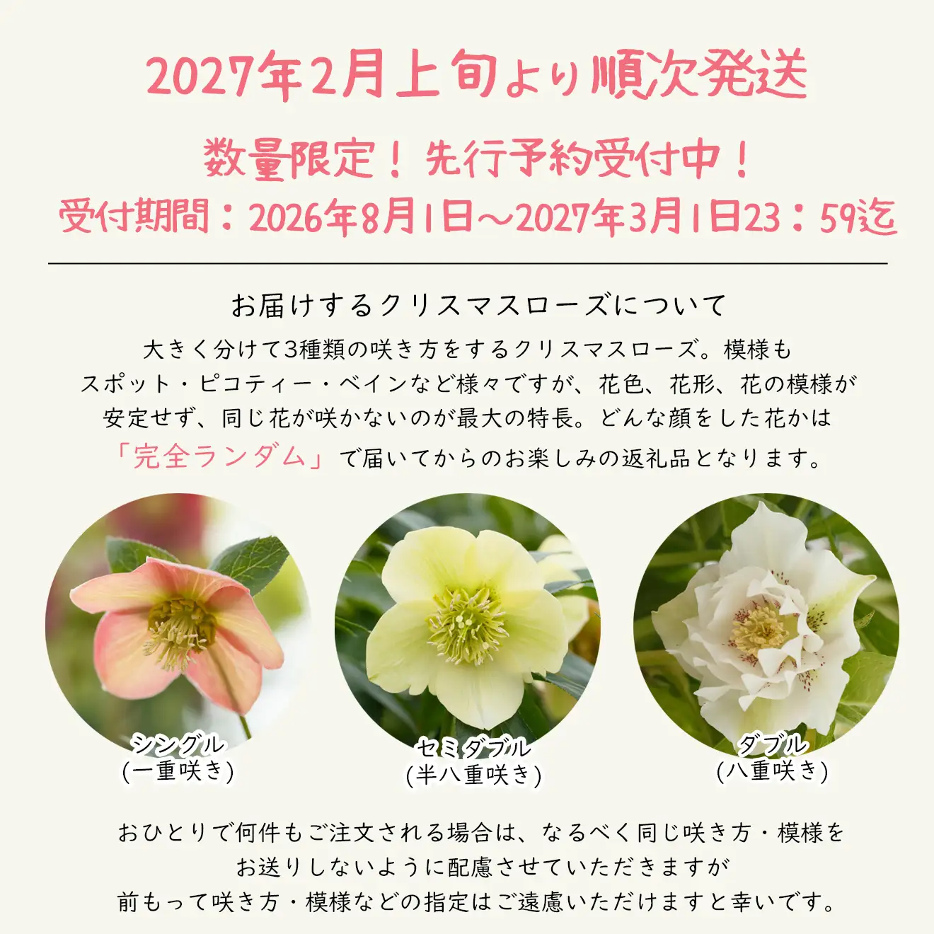 花巻温泉バラ園で育ったクリスマスローズ苗　【2027年2月上旬より順次発送】 【1616】