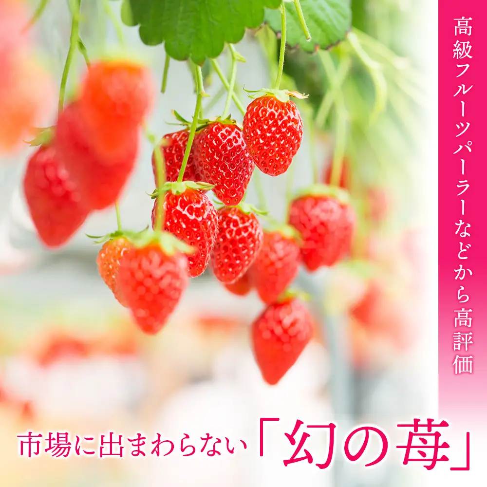 フルーツ 果物 いちご 高設栽培 冷蔵 紅カムイ 800g 200g×4パック お菓子作り 希少 苺 イチゴ 先行予約