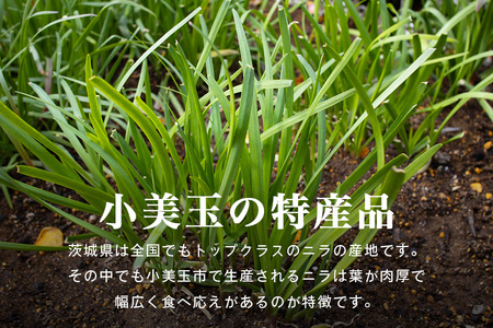【数量限定・期間限定】 小美玉市産にら 100g×10 にら ニラ 生 香味 野菜 料理 惣菜 おかず 1kg 茨城 国産 17-AA ＜5月～11月発送予定＞