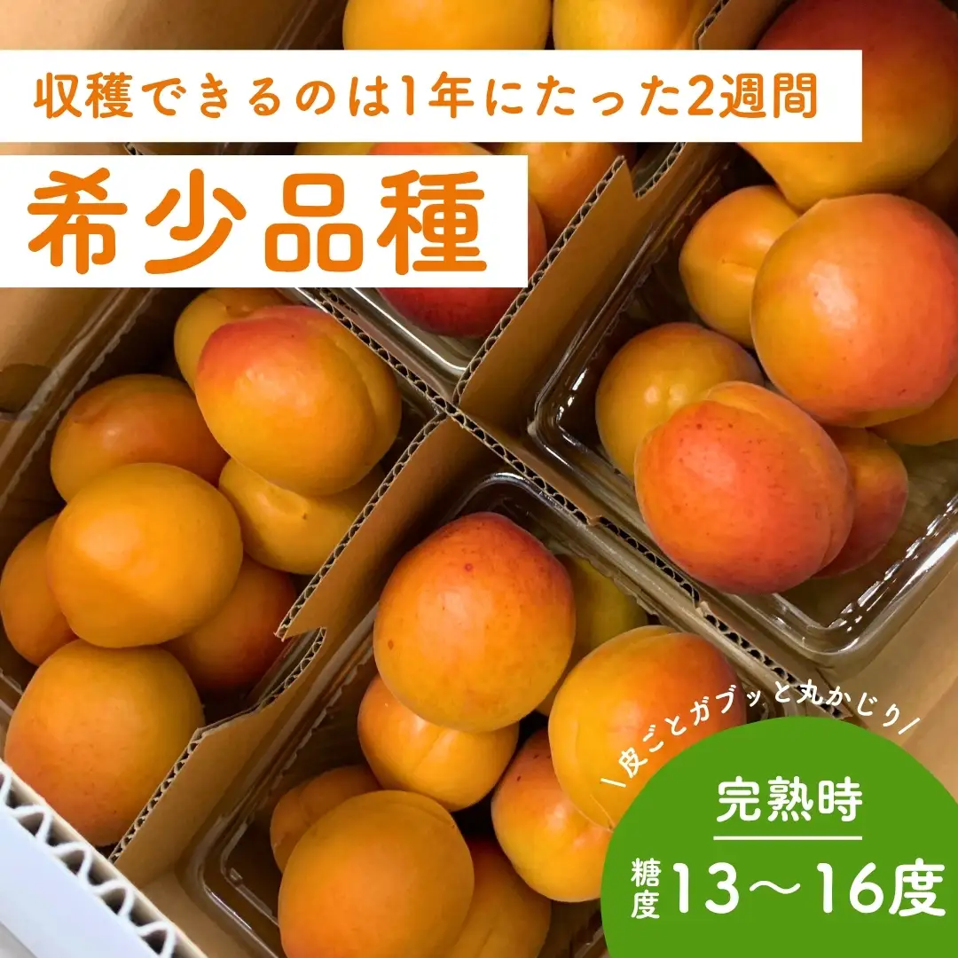 【2027年先行予約】【数量限定】 あんず ハーコット 生食用 約2kg｜ あんず 長野県千曲市産 