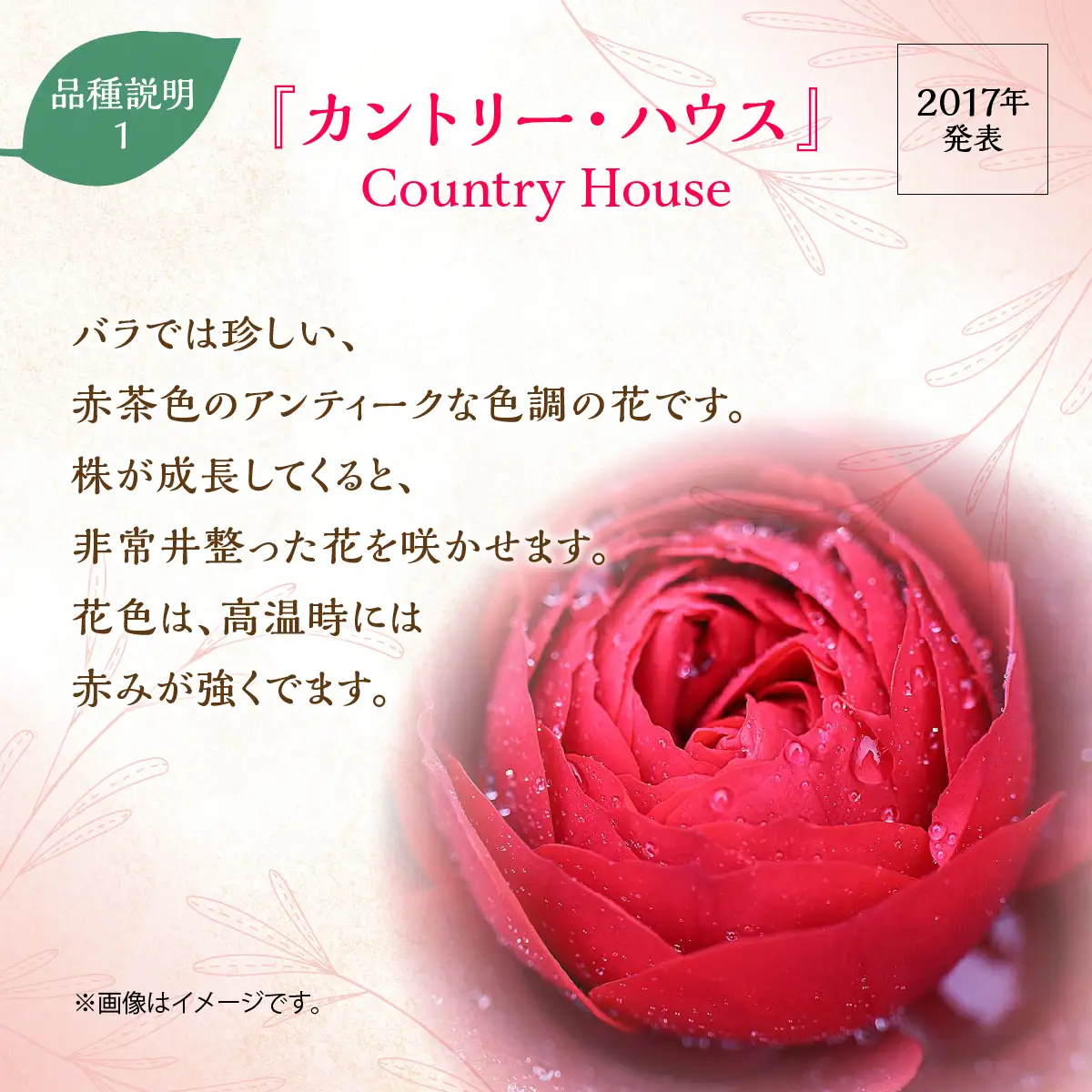 【Apple Roses】バラ苗『カントリー・ハウス』新苗育成苗6号ポット植え  HNNH029