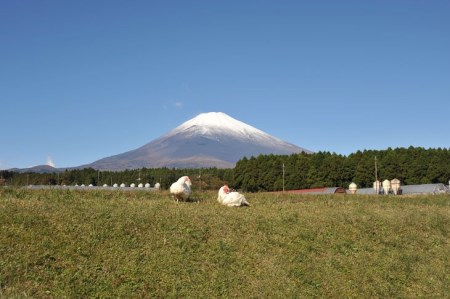 【御殿場】太陽チキンフレッシュ　5種類詰め合わせ　セット（しずおか食セレクション認定品）◆