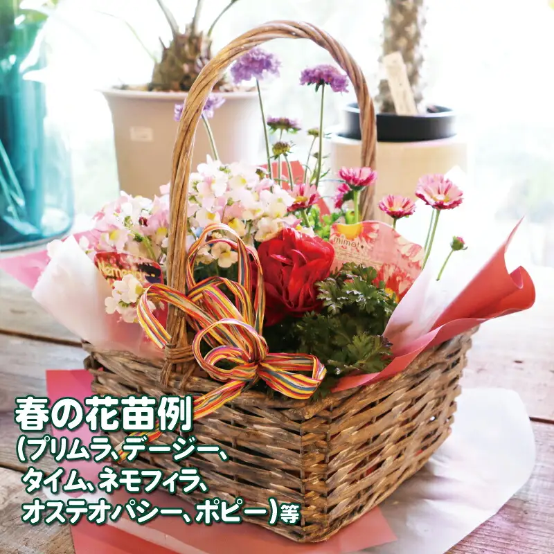 花苗 季節 の 花苗バスケット Flowershop Poppy 花 花苗 花 苗 寄植え 生花 フラワー Flower 雑貨 インテリア 誕生日 記念日 プレゼント 贈り物 フラワーライフ 自宅用 アレンジメント ガーデニング 園芸 ギフト 国産 愛媛 宇和島 K012-125002