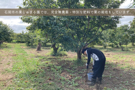 【先行予約】【2026年9月中旬より順次発送】石岡鶴沼の生栗 1kg（茨城県共通返礼品・石岡市産）｜茨城県 行方市 栗 生栗 秋 旬 無農薬(ER-1-1)