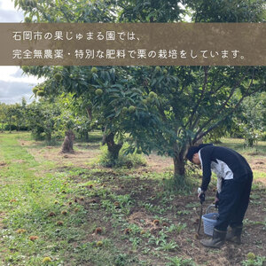 【先行予約】【2026年9月中旬より順次発送】石岡鶴沼の生栗 3kg（茨城県共通返礼品・石岡市産）｜茨城県 行方市 栗 生栗 秋 旬 無農薬(ER-3-1)