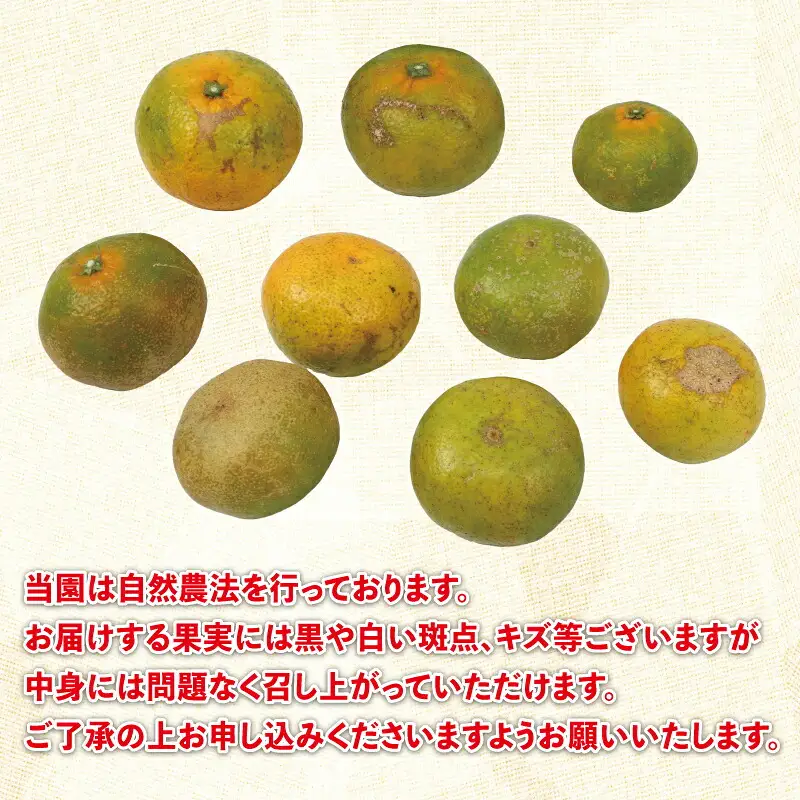 極早生みかん 5kg 先行予約 栽培期間中 農薬 化学肥料 除草剤 不使用 なかい果樹園 極早生みかん B012-144001