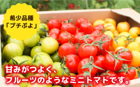 【カラフル】ミニトマト （ プチぷよ ） 1kg×1箱 糸島市 / かわぞえ農園 ぷちぷよ トマト [AAM003]