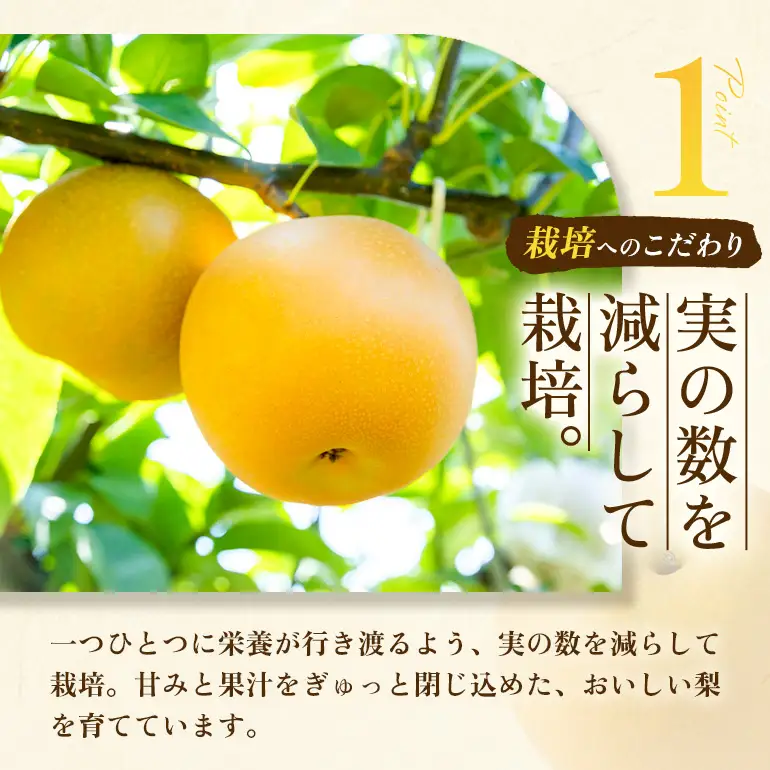 【ふるさと納税】【先行予約】しゅうたの畑 希少品種 あきづき梨 6玉から7玉  【2026年9月上旬より順次発送予定】 梨 なし ナシ あきづき 果物 くだもの フルーツ 果実 ジューシー 産直農園 お取り寄せ 送料無料 福岡県 うきは市 常温