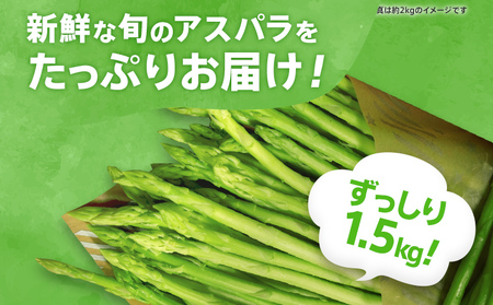 数量限定 アスパラ S～SS サイズ 1.5kg 朝採り 直送 夏芽 グリーンアスパラガス 朝採れ 先行予約 【2026年6月から8月お届け】 BT09