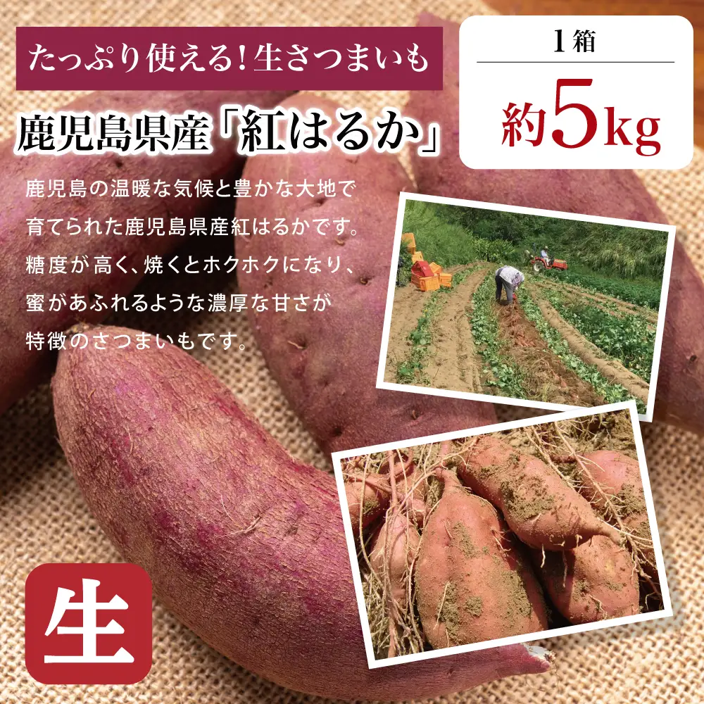 【鹿児島県産】生さつまいも「紅はるか」約5kg ★11月以降順次出荷★ 冬季限定 先行受付 さつまいも 生いも 生芋 焼き芋 さつま芋 甘藷 サツマイモ べにはるか スイーツ 野菜 貯蔵 常温保存 旬 JA南さつま 鹿児島県 南さつま市