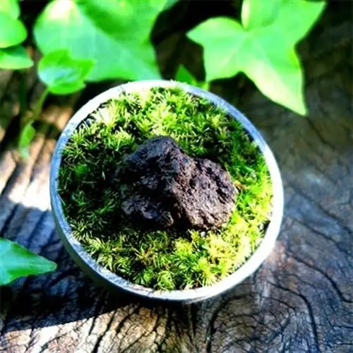 三州モスポット(sanshu moss pot)【1093948】