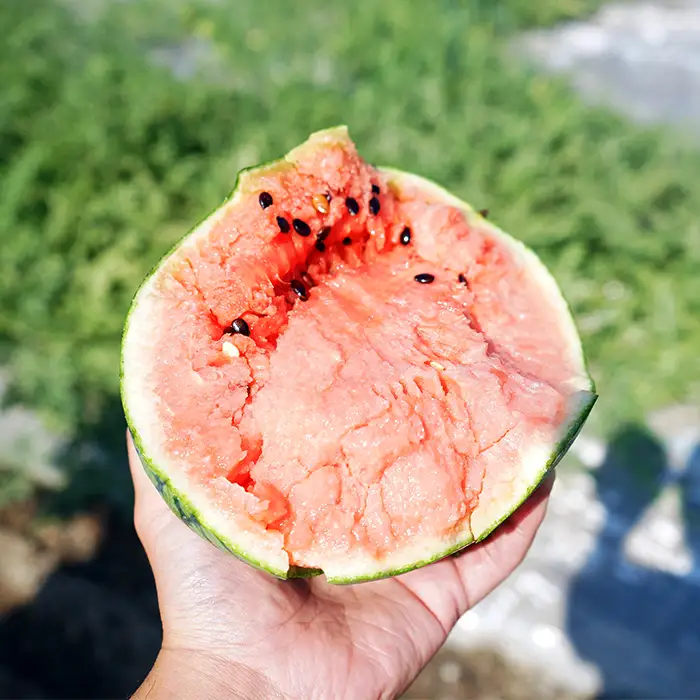 北海道産 小玉スイカ 2玉 なんぽろ小玉すいか 8月発送 シャリシャリ食感 南幌町産