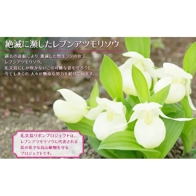礼文産 新鮮生うに キタムラサキウニ 80g×2(ピンバッジ付) うに