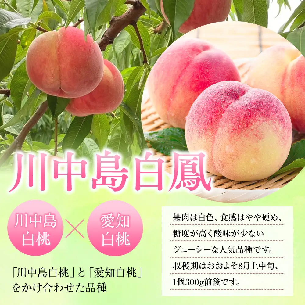 前島農家 川中島白鳳約3kg（8個～12個） | 桃 フルーツ 旬 桃