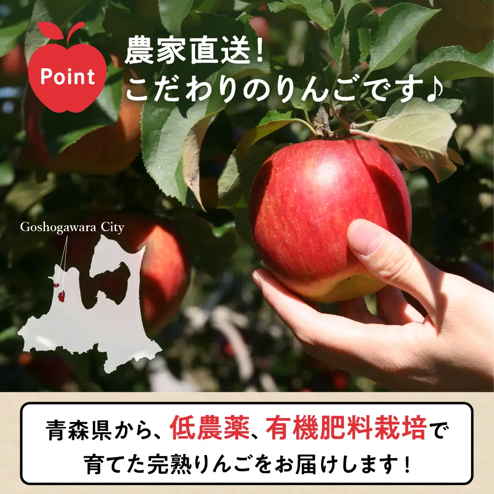  りんご サンつがる約5kg【2026年9月上旬発送】春秋園 青森 訳ありりんご早生