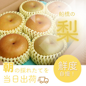 【贈答用】果汁たっぷりの極上梨「あきづき・3kg」（2026年産）　果汁たっぷり　船橋産　9月上中旬発送　期間限定　梨　夏　6～9玉　なし　水菓子　果物　デザート