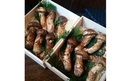 【数量限定】 天然松茸 125g 松茸ご飯、焼き松茸、土瓶蒸しなど 桐箱入 F4N-2522