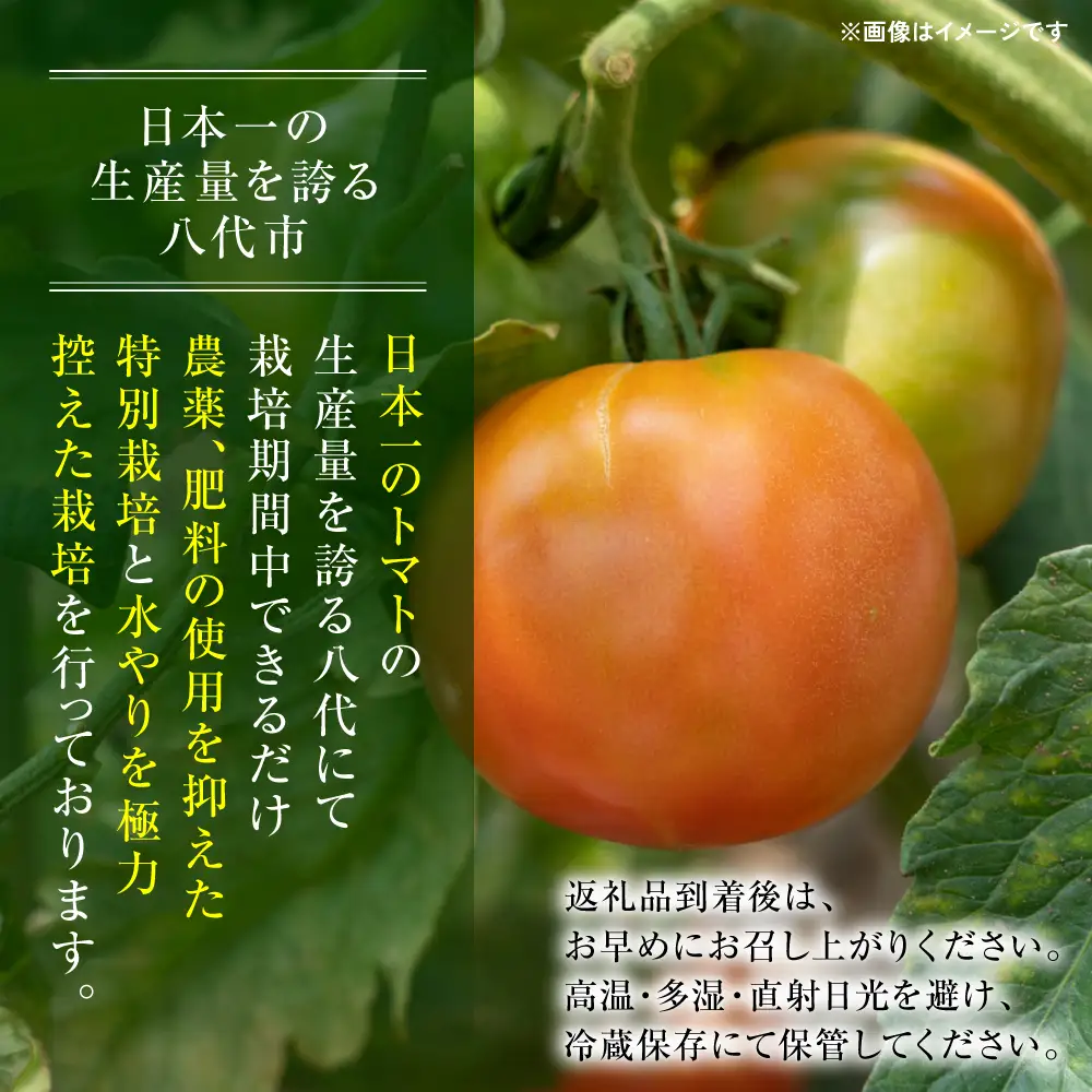 トマト 【先行予約】 訳ありトマト 約4.5kg 【2027年4月中旬より順次発送】 トマト