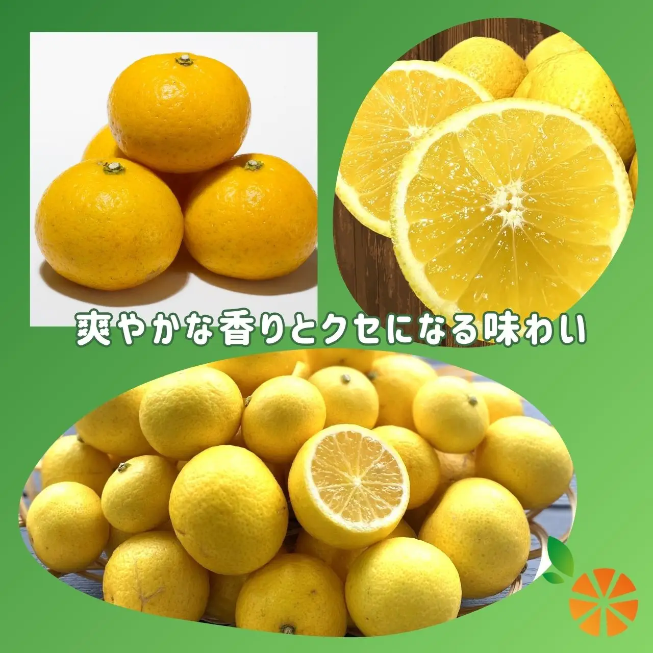 【訳あり】黄金柑 ゴールデンオレンジ 5kg 西浦 オレンジ 木負観光みかん園