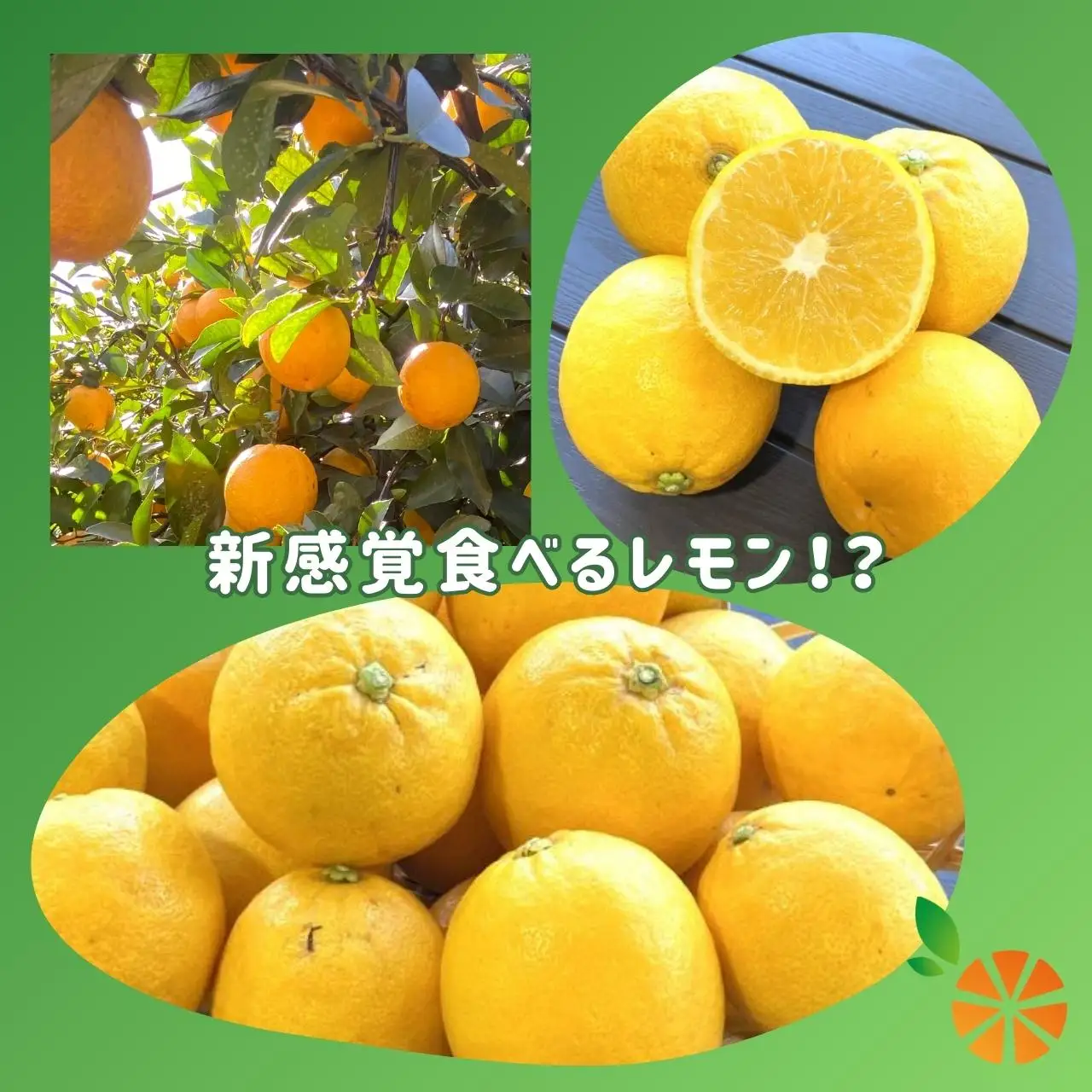 【訳あり】レモネード 5kg 西浦 レモネード レモン 木負観光みかん園