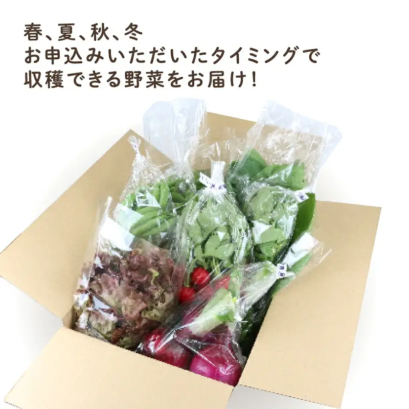 季節のおまかせ 野菜 セット はまだ農園 やさい 野菜セット 美味しい 新鮮 小分け 季節 お任せ 食べ比べ 旬野菜 旬 詰め合わせ 季節限定 季節野菜 フレッシュ yasai 農家直送 産地直送 数量限定 国産 愛媛 宇和島 F010-139001