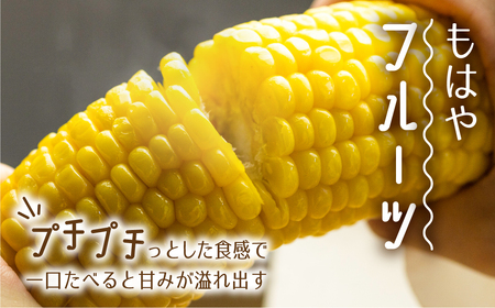 《再入荷》まるでフルーツ!とうもろこし [カミオカ☆スターコーン]  5本 /とうもろこし[CG002_26]