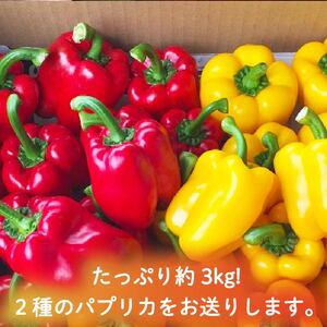 【国産 パプリカ】 3kg 野菜 パプリカ 静岡 牧之原市 丸新柴本製茶