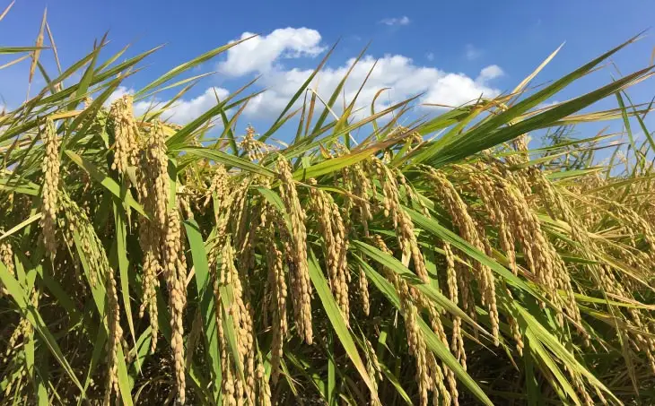 【令和7年産】農薬・化学肥料不使用 白米５kｇ みどり豊(コシヒカリ)