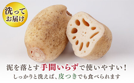 【先行予約2026年7月～発送】 洗いれんこん 真空パック 約1.5kg れんこん