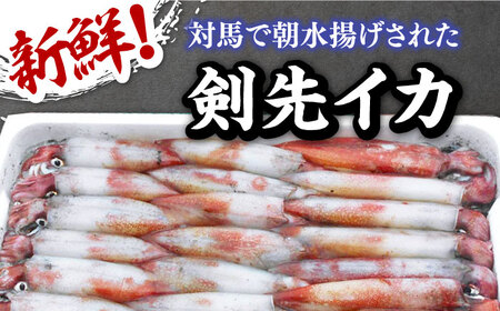 対馬 剣先イカ 姿造り イカ 活き造り 刺身 ケンサキイカ [WAK012]