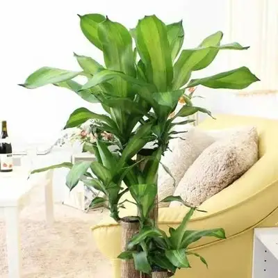 【観葉植物】幸福の木 7号 ホワイトバスケット鉢カバー 高さ：約75cm～90cm内外(鉢底より) 土の表面：ウッドチップ【観葉植物 インテリア 部屋 おしゃれ 福岡県 筑前町 送料無料 AG001】