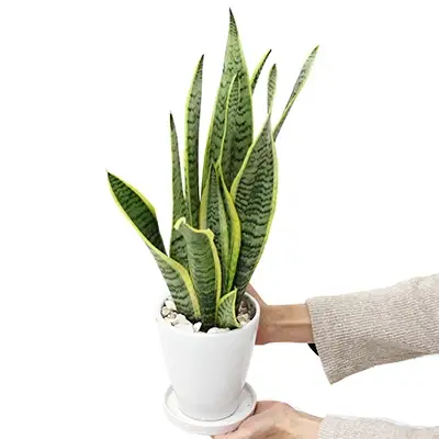 【観葉植物】サンスベリア 5号 ホワイト陶器鉢 丸ロング 高さ：約35cm～50cm内外(鉢底より) 【観葉植物 インテリア 部屋 おしゃれ 福岡県 筑前町 送料無料 AG003】