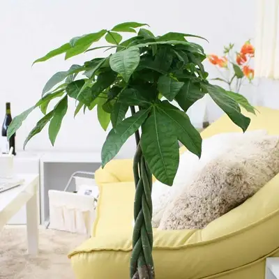 【観葉植物】パキラ 7号 ブラウンバスケット鉢カバー 高さ：約80cm～1m内外(鉢底より)【観葉植物 インテリア 部屋 おしゃれ 福岡県 筑前町 送料無料 AG005】【価格改定】